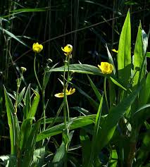 Attēlu rezultāti vaicājumam “Ranunculus lingua bud”