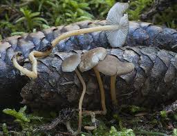 Attēlu rezultāti vaicājumam “Strobilurus esculentus”