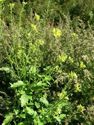 Attēlu rezultāti vaicājumam “Sinapis alba”