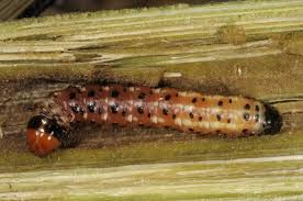 Attēlu rezultāti vaicājumam “Gortyna flavago”