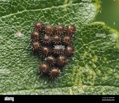 Attēlu rezultāti vaicājumam “Troilus luridus”