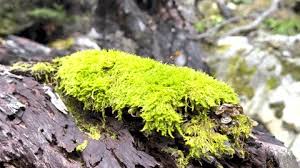 Attēlu rezultāti vaicājumam “Orthotrichum speciosum”