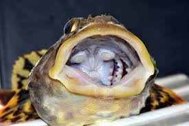 Image result for Myoxocephalus scorpius