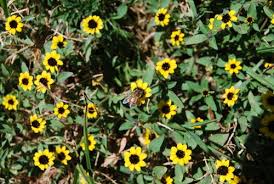 Image result for Sanvitalia procumbens