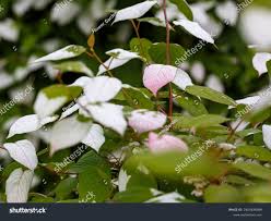 Attēlu rezultāti vaicājumam “Actinidia kolomikta”