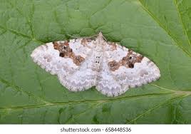 Attēlu rezultāti vaicājumam “Xanthorhoe montanata”