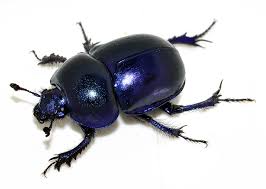 Attēlu rezultāti vaicājumam “Trypocopris vernalis”