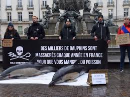 Image result for massacre golfinhos dinamarca