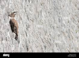 Attēlu rezultāti vaicājumam “Capra juvenile”