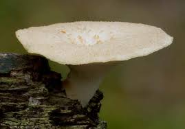 Attēlu rezultāti vaicājumam “Polyporus tubaeformis”