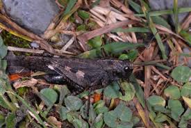 Attēlu rezultāti vaicājumam “Psophus stridulus”