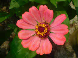 Image result for Zinnia elegans
