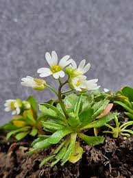 Attēlu rezultāti vaicājumam “Erophila verna leaf”