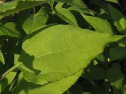 Attēlu rezultāti vaicājumam “Helianthus tuberosus leaf”