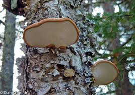 Attēlu rezultāti vaicājumam “Piptoporus betulinus”