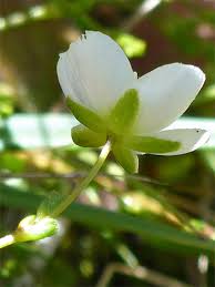 Attēlu rezultāti vaicājumam “Sagina nodosa flower”