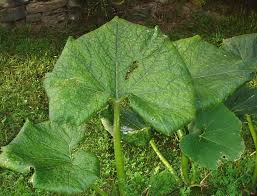 Attēlu rezultāti vaicājumam “Cucurbita pepo leaf”