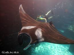 Image result for Mobula birostris