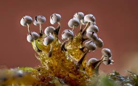 Attēlu rezultāti vaicājumam “Lycogala cf. fossiculatum sessile”