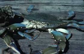 Image result for Callinectes sapidus