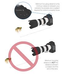 Attēlu rezultāti vaicājumam “Licea minima macro”