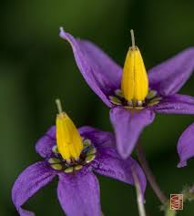 Attēlu rezultāti vaicājumam “Solanum dulcamara flower”