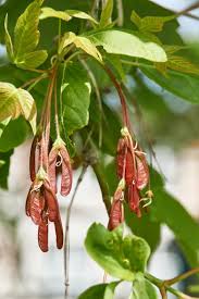 Attēlu rezultāti vaicājumam “Acer negundo fruit”