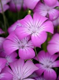 Image result for Agrostemma githago