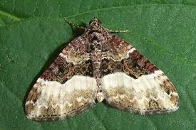 Attēlu rezultāti vaicājumam “Euphyia unangulata”