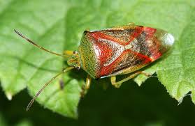 Attēlu rezultāti vaicājumam “Elasmostethus interstinctus imago”