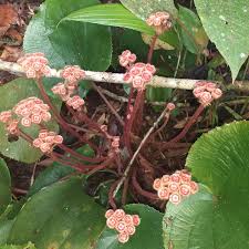 Attēlu rezultāti vaicājumam “Laserpitium latifolium flower”