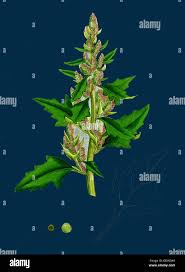 Attēlu rezultāti vaicājumam “Chenopodium rubrum leaf”