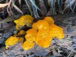 Attēlu rezultāti vaicājumam “Tremella ramalinae”