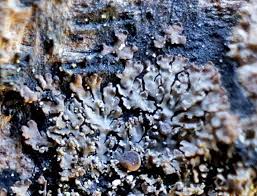 Attēlu rezultāti vaicājumam “Parmeliella triptophylla”