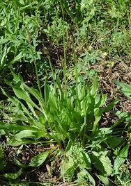 Attēlu rezultāti vaicājumam “Plantago lanceolata”