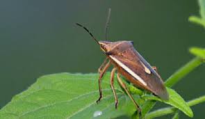 Attēlu rezultāti vaicājumam “Eurygaster testudinaria nymph”