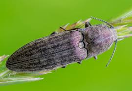 Attēlu rezultāti vaicājumam “Actenicerus sjaelandicus”