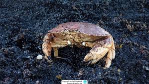 Image result for Cancer borealis