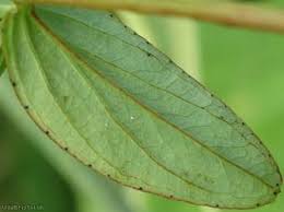 Attēlu rezultāti vaicājumam “Hypericum maculatum leaf”