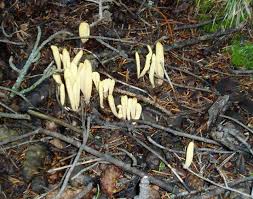 Attēlu rezultāti vaicājumam “Clavariadelphus ligula”