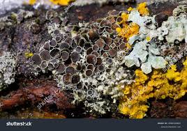 Attēlu rezultāti vaicājumam “Physcia aipolia”