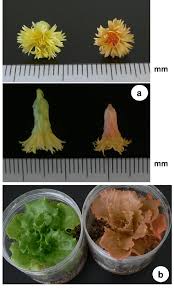 Attēlu rezultāti vaicājumam “Lactuca sativa flower”