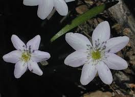 Attēlu rezultāti vaicājumam “Hepatica nobilis leaf”