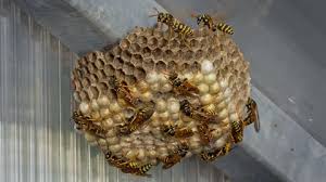 Attēlu rezultāti vaicājumam “Polistes nimpha”