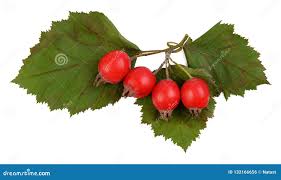 Attēlu rezultāti vaicājumam “Crataegus submollis”