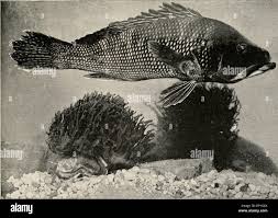 Image result for Mycteroperca phenax