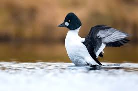 Attēlu rezultāti vaicājumam “Bucephala clangula”