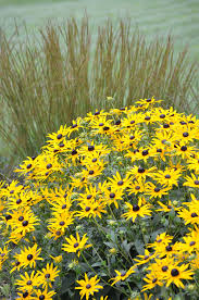 Image result for Rudbeckia fulgida