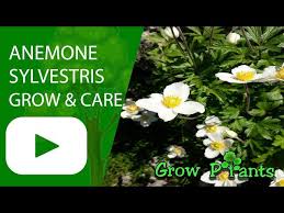 Attēlu rezultāti vaicājumam “Anemone sylvestris fruit”