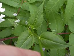 Attēlu rezultāti vaicājumam “Hesperis matronalis leaf”